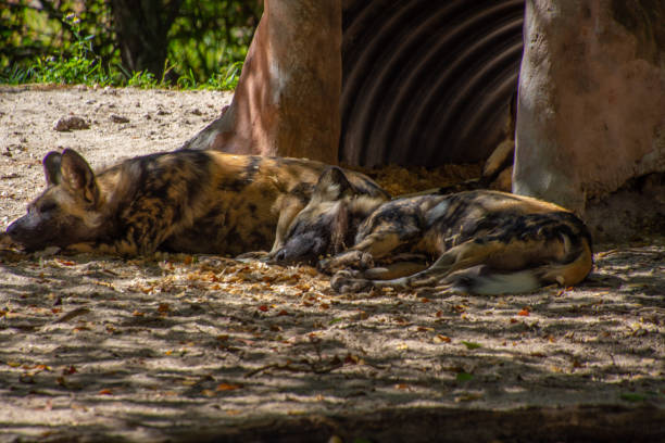 Nice specimen of hyena