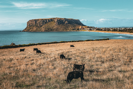 An iconic scene of the Nut in Stanley with cows in the foreground