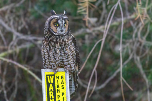 istock long eared owl with a warning sign, Delta, BC, Canada 1474682034