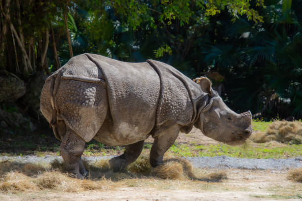 istock Nice specimen of rhinoceros 1474683813