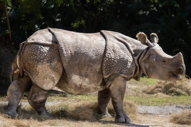 istock Nice specimen of rhinoceros 1474683814