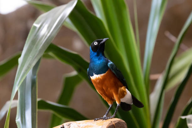 pássaro estorninho-soberbo (lamprotornis superbus) - 4679 - fotografias e filmes do acervo