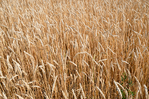 Texture of yellow wheat ears in the autumn. High quality photo
