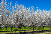 Wide View of Springtime Almond Orchard Blossoms