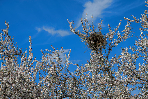 Low angle view of empty horned owl nest built in the top of almond trees with springtime blossoms.\n\nTaken in the Gustine, California, USA.