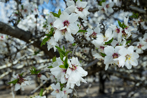 Close-up of springtime almond (Prunus dulcis) orchard blooming with with new blossoms.\n\nTaken in the Gustine, California, USA.