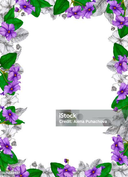 Border Rectangle Violets Rectangular Floral Frame Of African Violets Handdrawn Graphics And ...