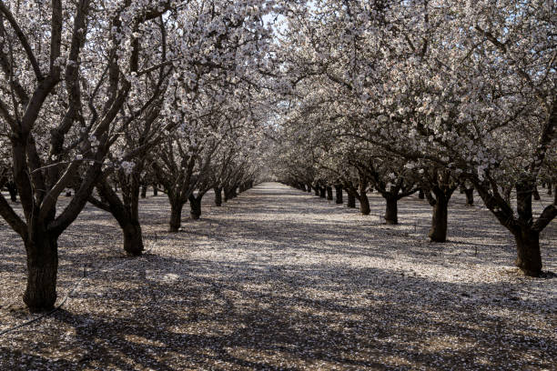 istock Orchard Of Almond Trees with Blossoms 1474689100