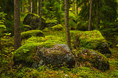 Fairy forest. Moss stones. Tree