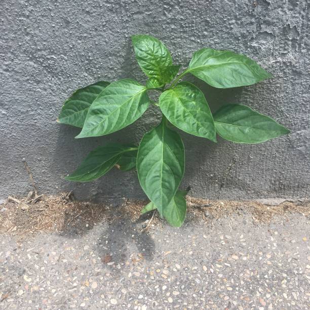 istock plant grows on the curb edge 1474691267