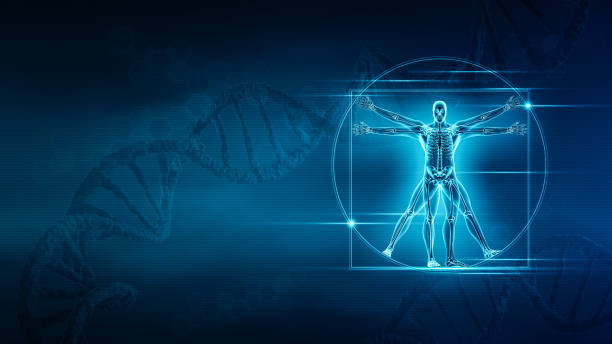 인간의 남성 몸과 해골 3d 렌더링 그림에는 복사 공간과 파란색 dna 배경이 있습니다. 해부학, 골격 또는 뼈 시스템, 의료 및 건강 관리, 생물학, 의학, 과학, 유전학 개념. - 생체역학 뉴스 사진 이미지