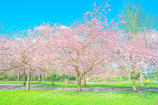 Tree branches with white flowers hang down to the water. Beautiful spring natural landscape.