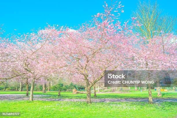 Beautiful Cherry Blossom Sakura In Spring Stock Photo - Download Image Now - Manga Style, Backgrounds, Blossom