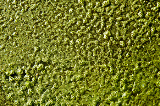 Detail of puddle covered in greenish slime, natural texture