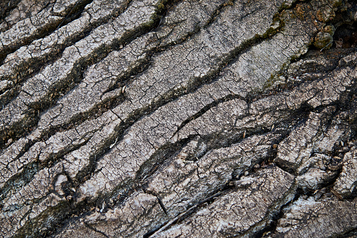 Natural Texture or backdrop: tree bark detail