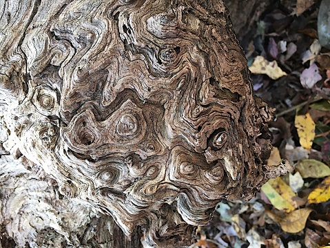Close up of textured swirls in the bark of an old tree.