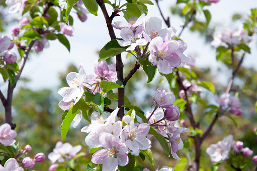 Blooming fruit tree. Pink Cherry Blossom flower on a warm spring day