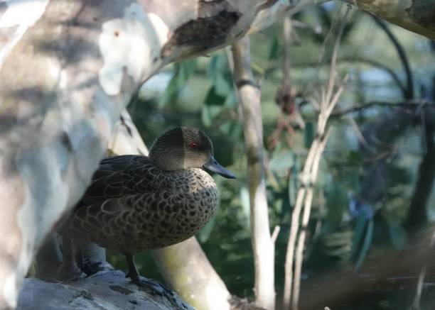 Grey Teal Perching on small log grey teal duck stock pictures, royalty-free photos & images