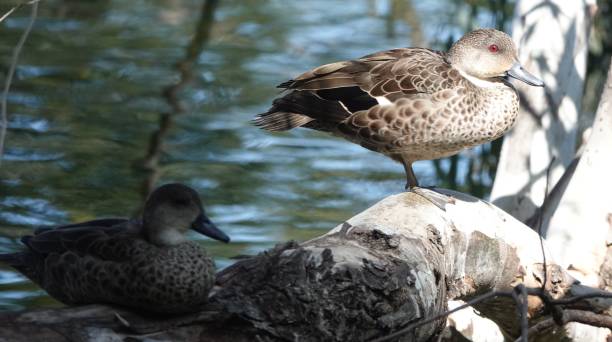 Grey Teal Perching on small log grey teal duck stock pictures, royalty-free photos & images