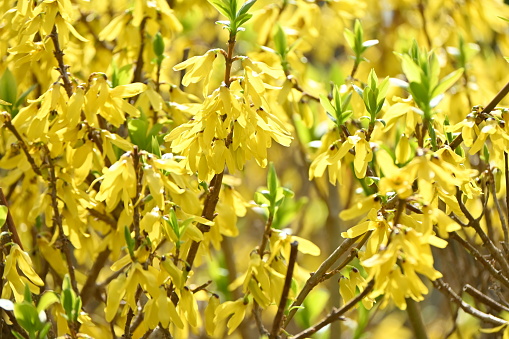 Forsythia ( Golden bell ) flowers. Oleaceae deciduous flowering tree native to China. Blooms from March to April.