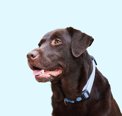 Brown Labrador retriever close up portrait isolated on blue background