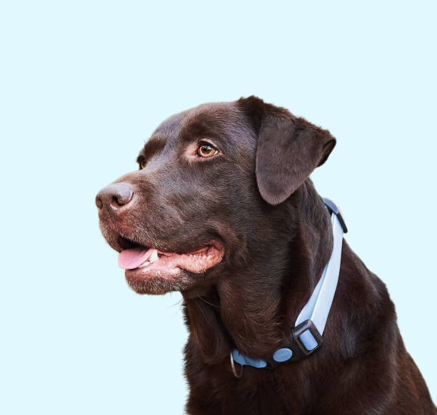 Brown Labrador retriever close up portrait isolated on blue background stock photo