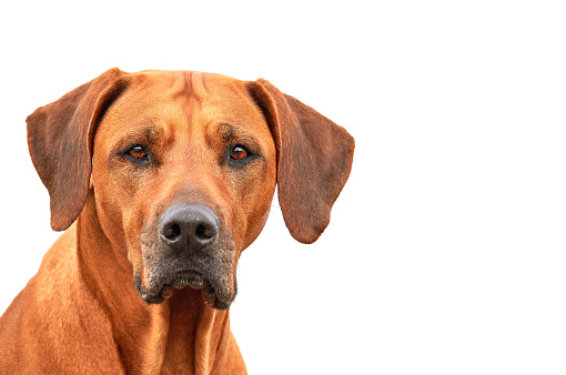 Close up Rhodesian ridgeback dog portrait isolated on white background with copy space