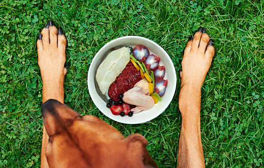 Natural dog food. Dog lying on green grass in front of its food bowl Healthy natural dog food concept Top view