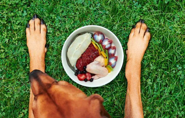 Natural dog food. Dog lying on green grass in front of its food bowl Healthy natural dog food concept Top view stock photo
