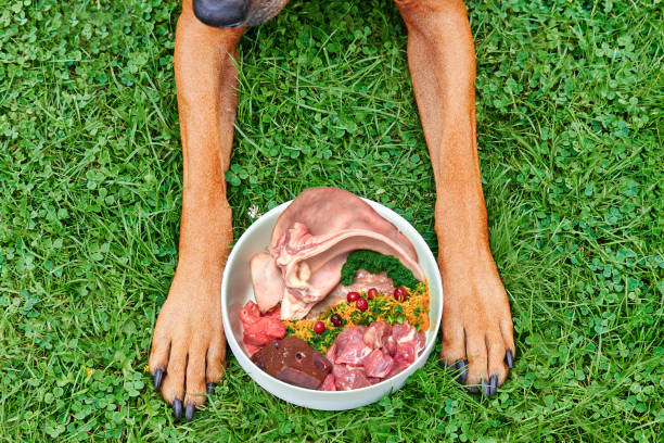 Natural raw healthy dog food. Dog lies on green grass in front of its food bowl with raw meat Top view stock photo