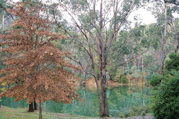 istock Harrietville, Victoria, Australia 1474700356