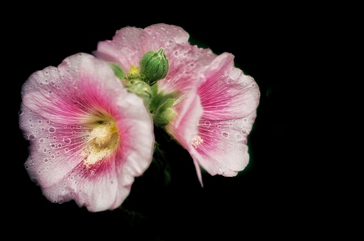 Bouquet of 3 thin petal pink flowers against black background