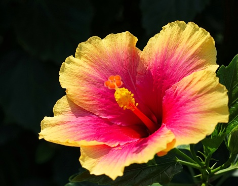 Pink Hibiscus in the sunlight against blue and cloudy sky of Easter Island, Chile