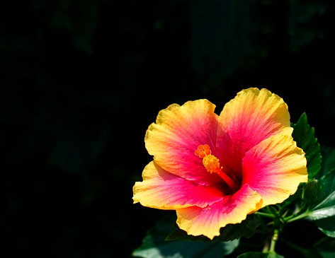 Wide angle shot of bright orange hibiscus flower against black background.