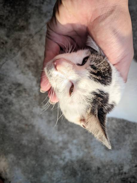 istock a white cat's head held by a person's hand with tenderness and affection, with a background of time in the morning with the morning sun shining 1474705344