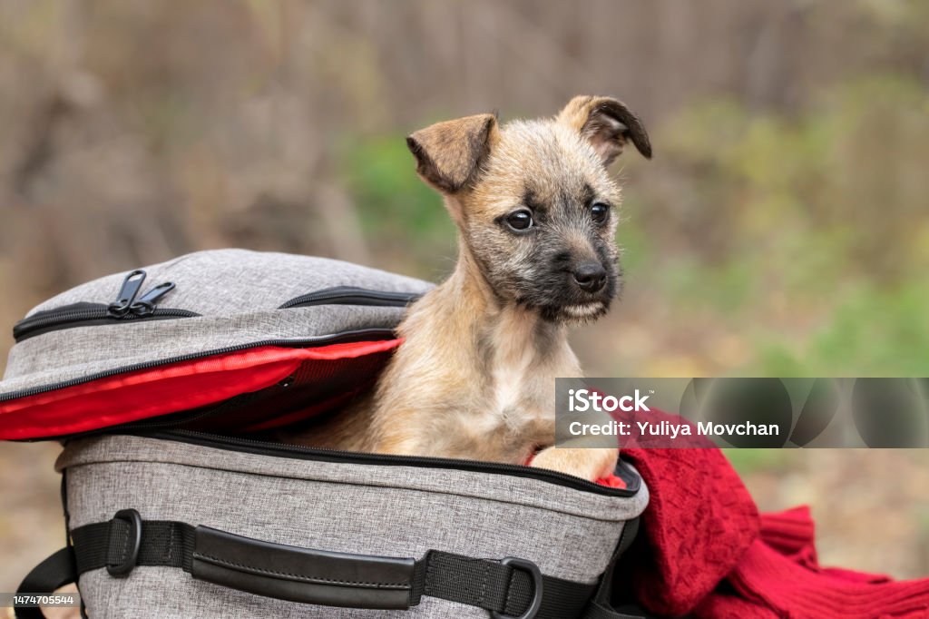 Dog tourist and backpack.Funny puppy sitting in a backpack with clothes.Take me with you on vacation.The concept of traveling with a dog. Animal Stock Photo