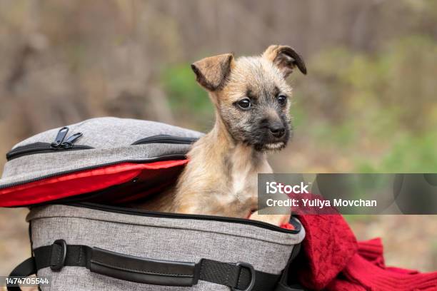 Dog Tourist And Backpackfunny Puppy Sitting In A Backpack With Clothestake Me With You On Vacationthe Concept Of Traveling With A Dog Stock Photo - Download Image Now