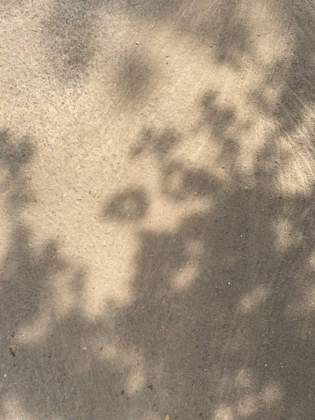 folhas de sombra clara no fundo da textura da parede - 5440 - fotografias e filmes do acervo