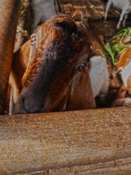 istock farm animal goat 1474705691