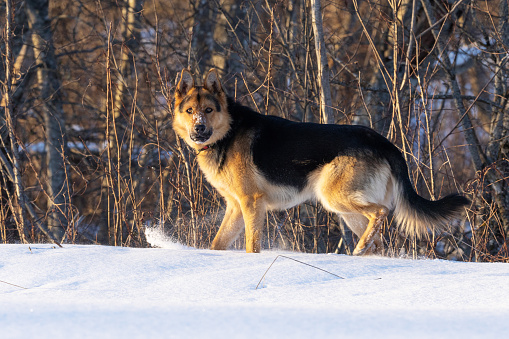 An adult German shepherd standing in snow on a late winter evening in Estonia, Northern Europe