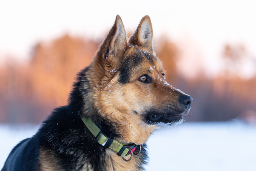 Portrait of an adult German shepherd on a late winter evening in Estonia, Northern Europe