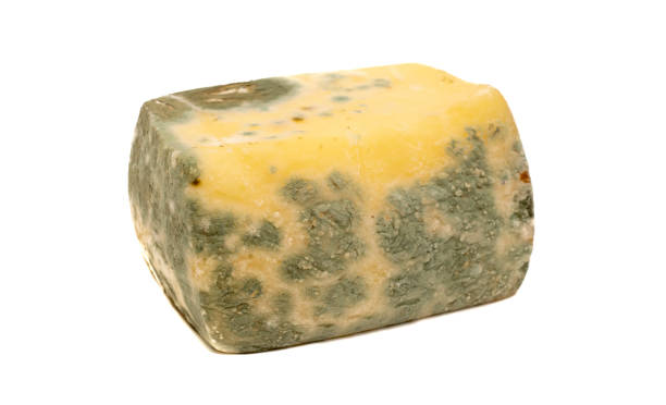 istock ripening yellow cheese. mold covered cheese, spoiled cheese 1474706614