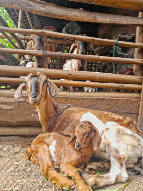 istock farm animal goat 1474706656