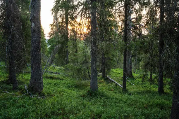 A primeval taiga fores during summery sunrise in Konttainen near Kuusamo, Northern Finland