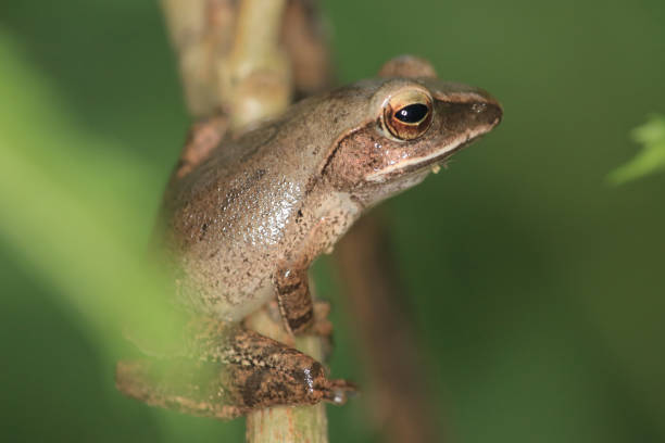 istock A Tree Frog, the small frog at hong kong 1474707639