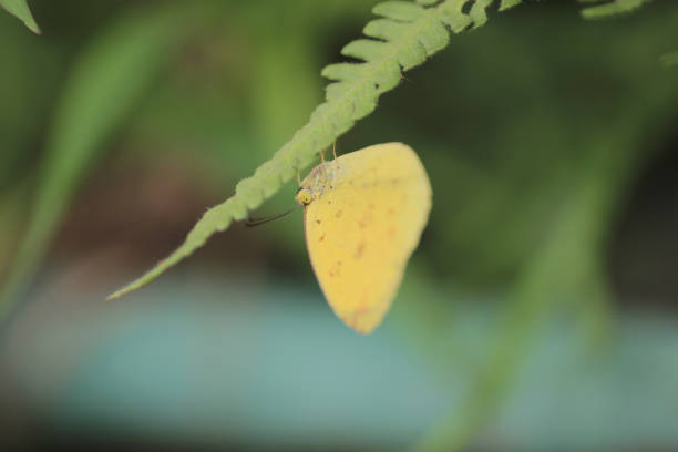the butterfly image , the insect at nature