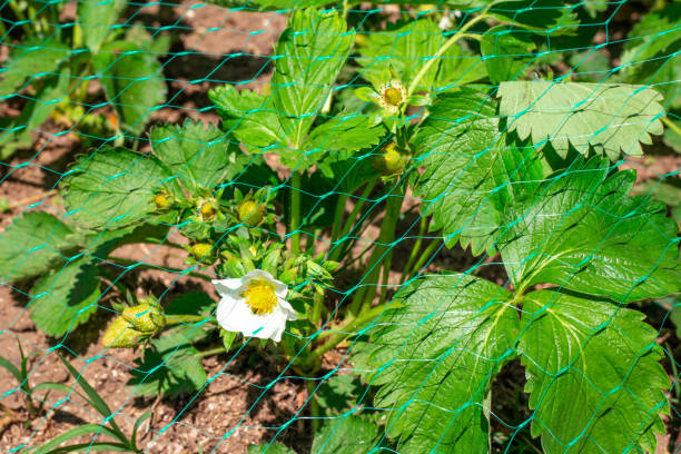 鳥の攻撃からの網で覆われた白い花を持つ��若いイチゴの茂み。害虫からのイチゴの保護 - strawberry plant bush cultivated ストックフォトと画像