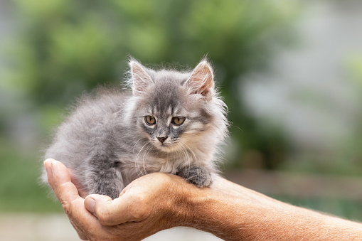 Close-up of a cute defenseless kitten in the hands of a man.The concept of care and protection of the weak.