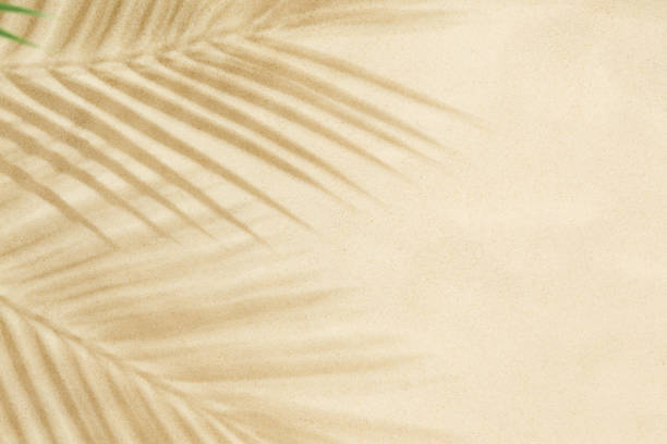 istock Beach sand with shadow of palm leaves background 1474711028
