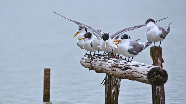 Crested Tern eating a fish (Thalasseus bergii)